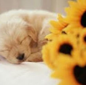 Meet your Posher, Linny